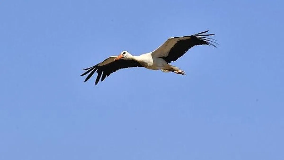 İzmir Doğal Yaşam Parkı yaban hayatın sakinlerine şifa dağıtıyor