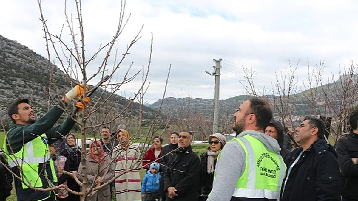 Akseki ve Demre'de budama ve aşılama eğitimi verildi