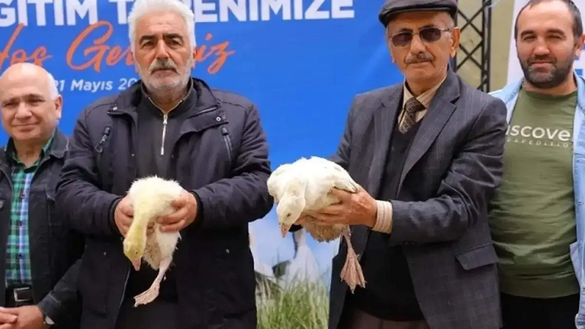Samsun Büyükşehir'den üreticiye kaz desteği