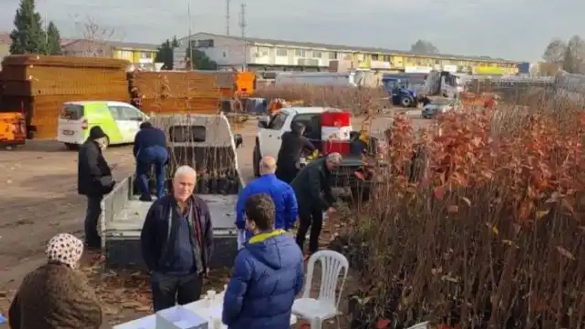 Kocaeli'nin yüzde 50 hibeli meyve fidanları dağıtılıyor