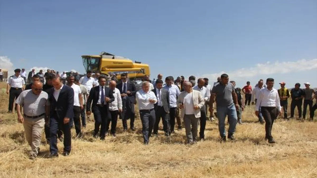 Habeş buğdayının hasadına başlandı
