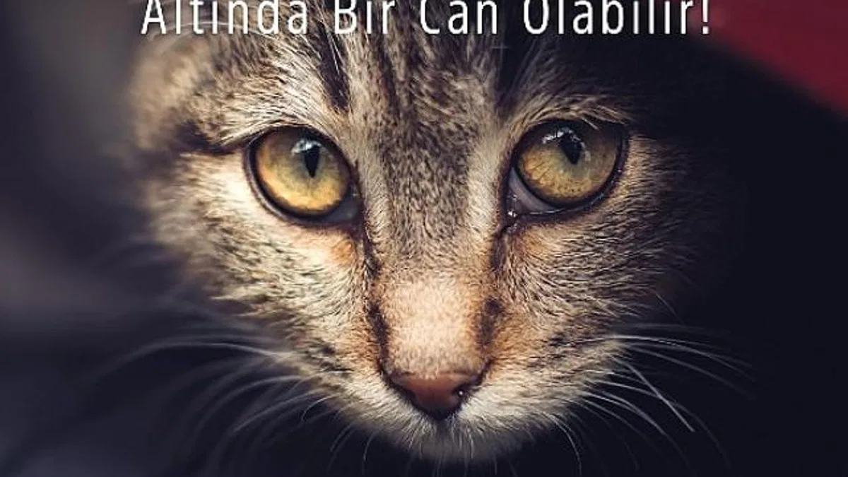 Araca binmeden önce kaputa vur