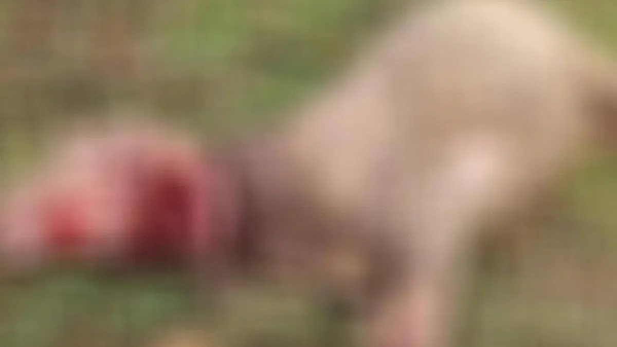 Düzce’de sahipsiz köpekler 3 koyunu telef etti