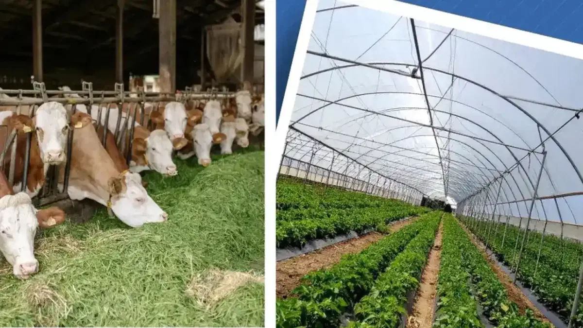 Kırsal Kalkınma Yatırım Programı başvuruları 3 Temmuz'a uzatıldı