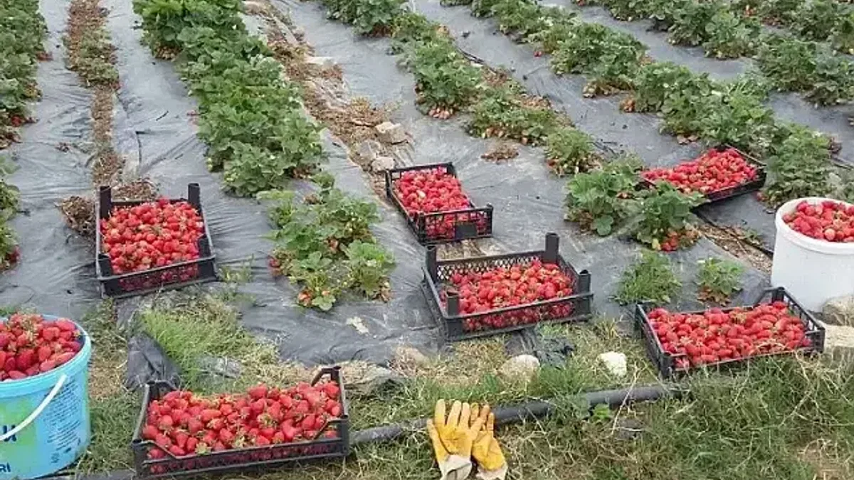 Kocaeli'de üreticilere 118 bin çilek fidesi dağıtıldı