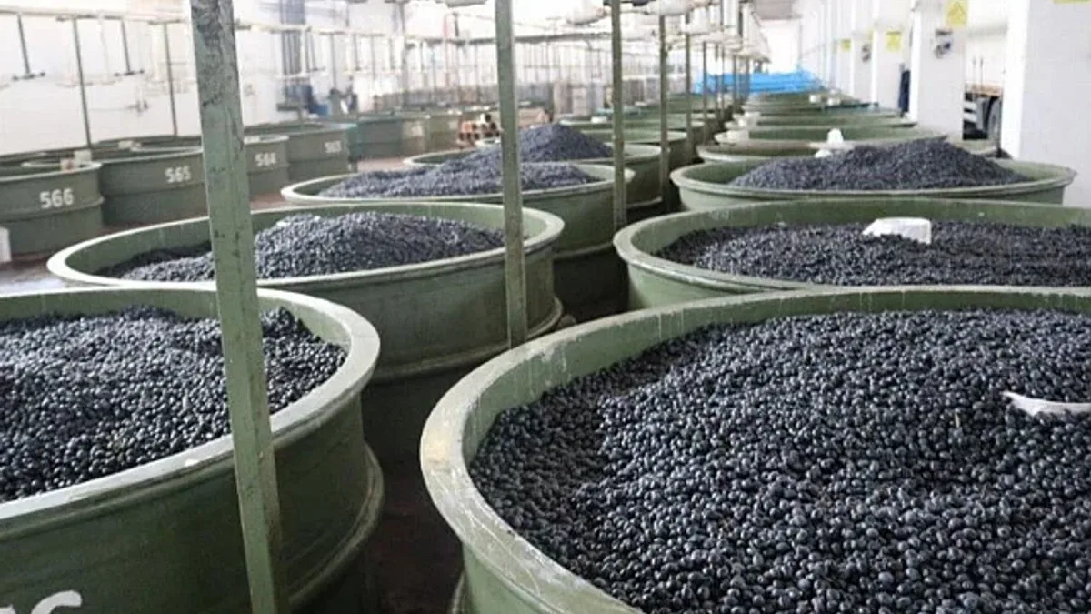 Marmarabirlik'ten zeytin üreticilerine 61 milyon TL'lik ödeme daha