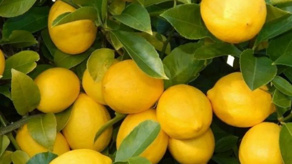 Üretici-market farkı en çok limonda! 3,5 liralık limon 17 liraya satıldı