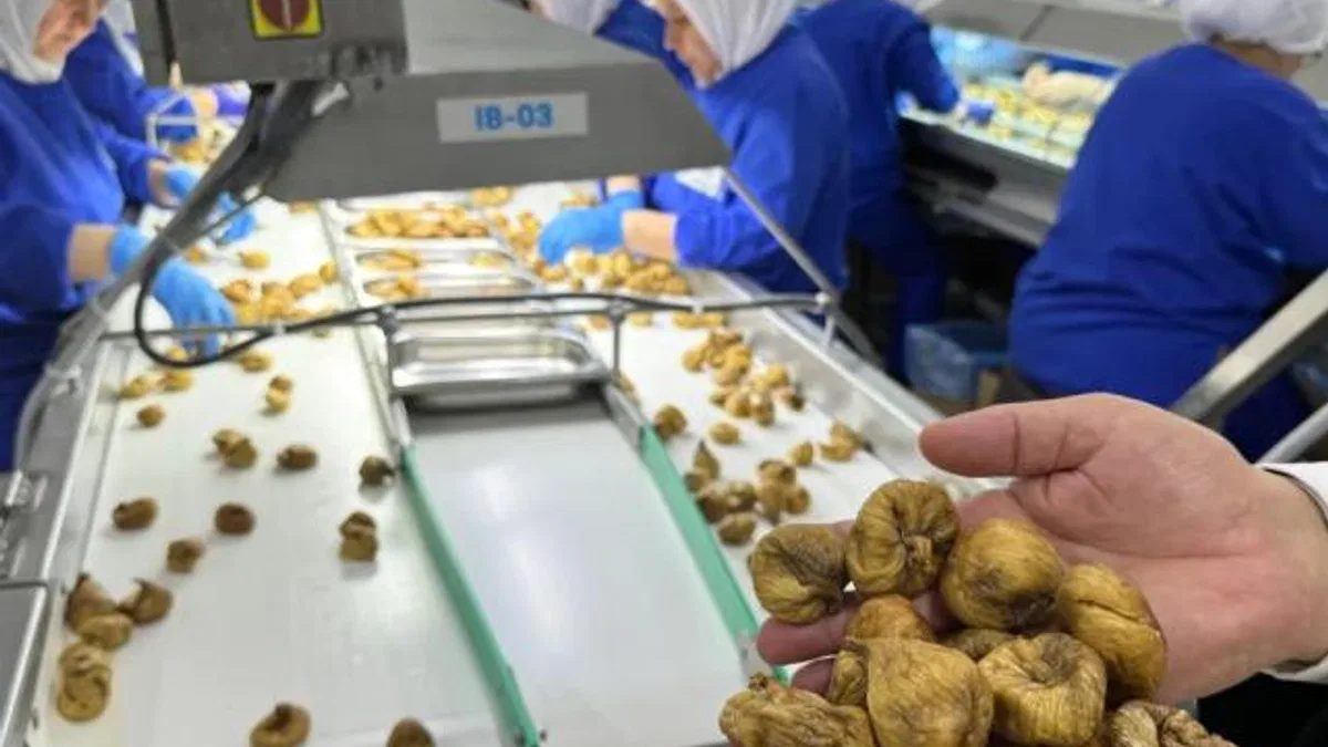 Kuru incir ihracatı 350 milyon doları aştı