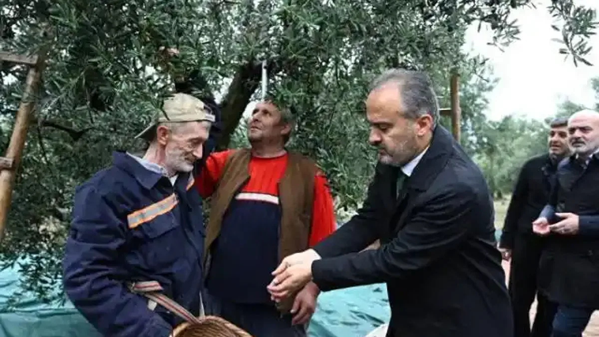 Bursa Büyükşehir'den zeytin üreticilerine yaygı desteği