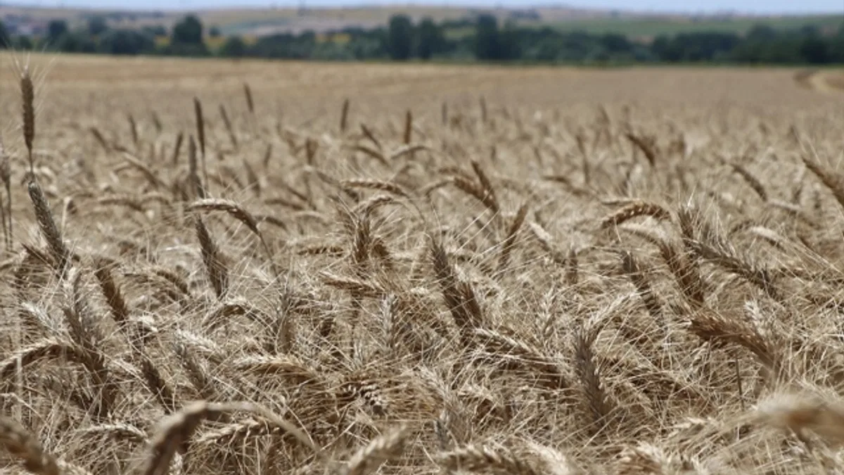 FAO, gerçekleştirdiği projelerle dünya genelinde gıda güvenliğini sağlamayı hedefliyor