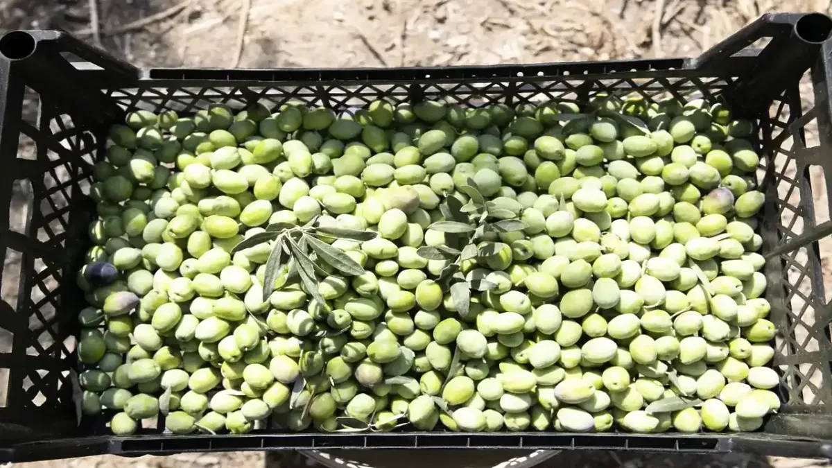 Mersin'de zeytin fidanları hasat vermeye başladı