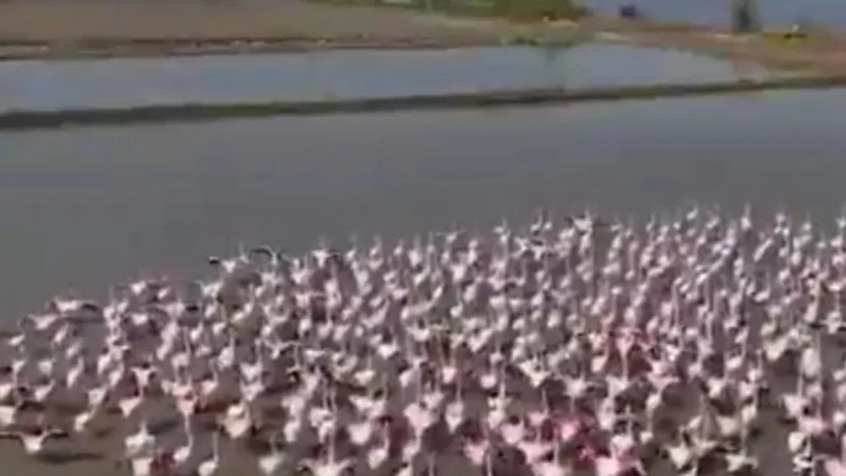 Aydın Söke’de flamingolar ve yaban kuşları için doğaya yardım