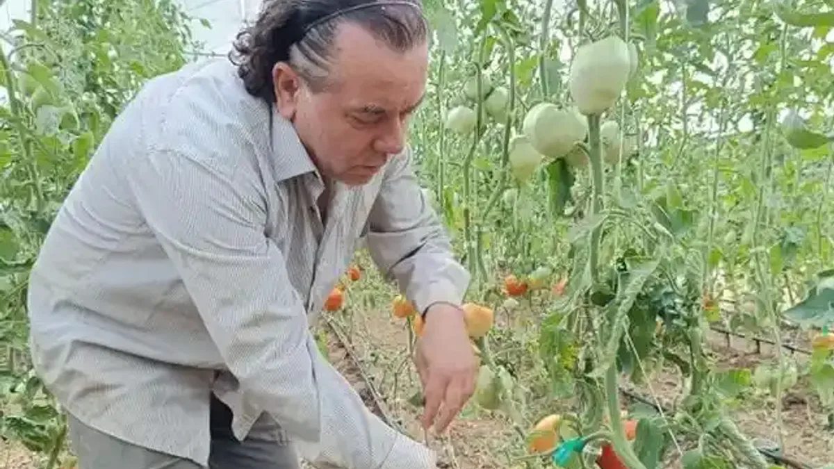 Hobi amaçlı kurduğu serada kavun boyunda domates üretiyor