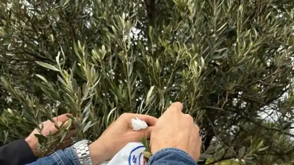 Muğla Milas'ta zeytine sahip çıkılıyor