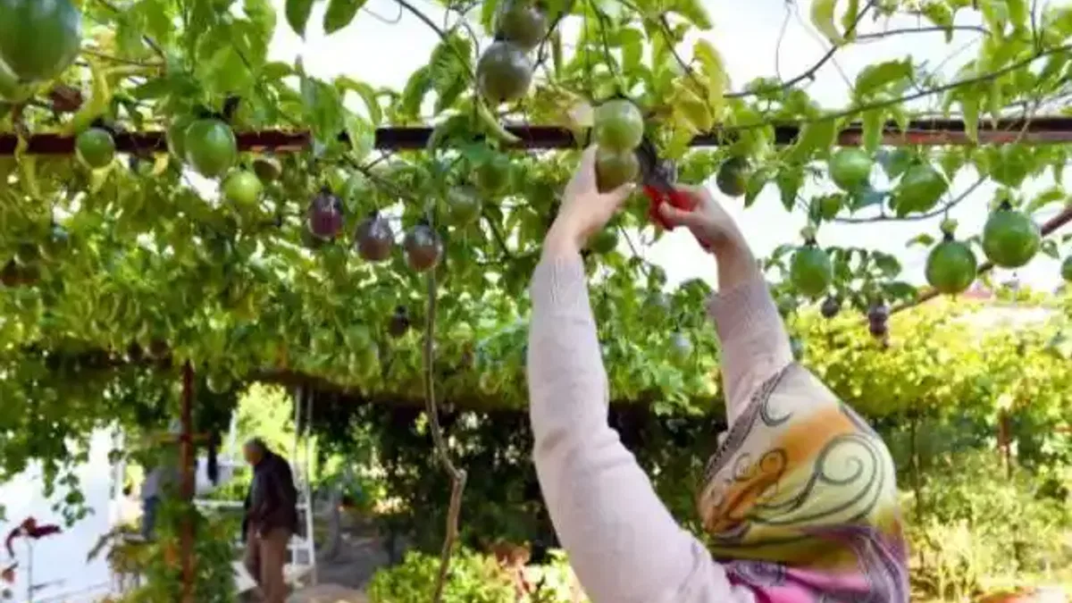 Passiflora üreticilerinin hasat sevinci