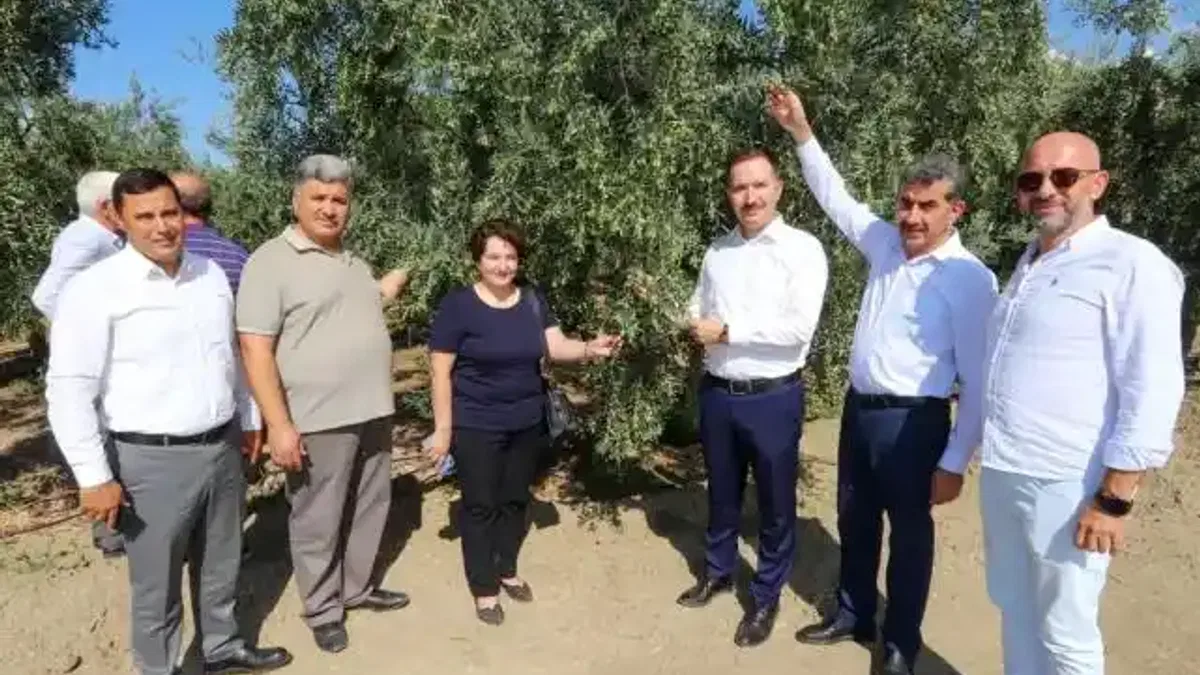 Bursa'da zeytin rekoltesinde yüksek verim bekleniyor