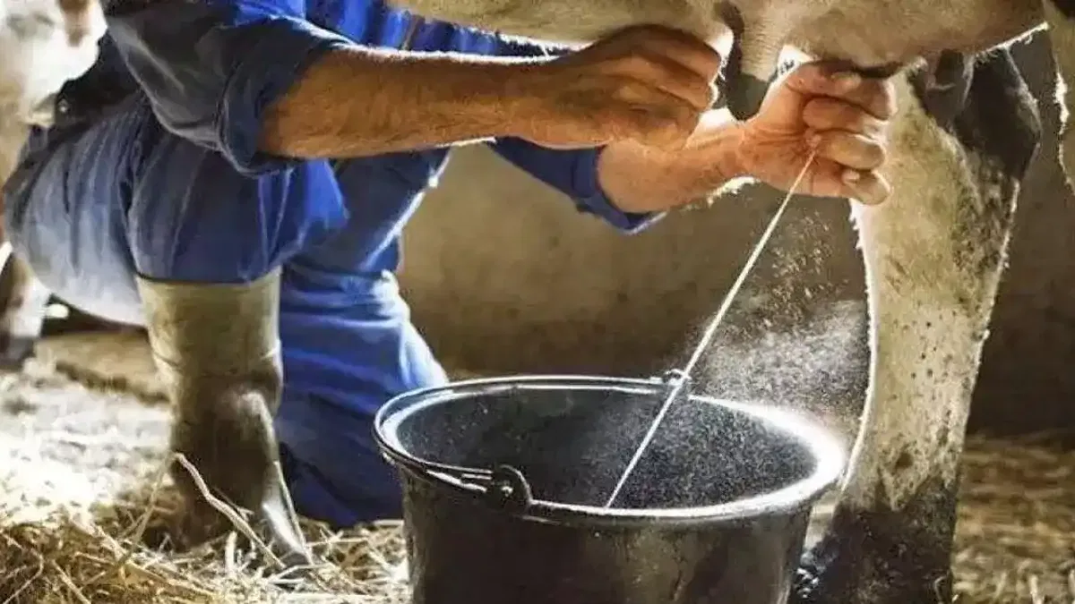 Ticari süt toplama arttı, içme sütü üretimi geriledi