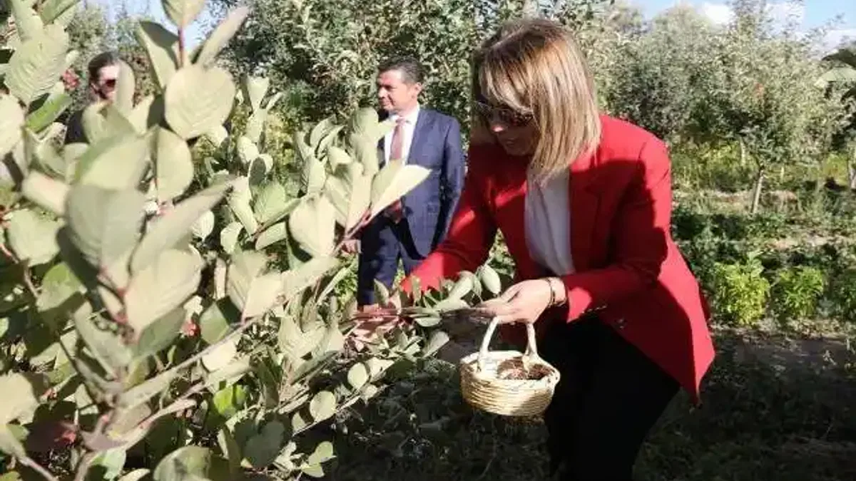 Nevşehir'de aronya hasadı yapıldı