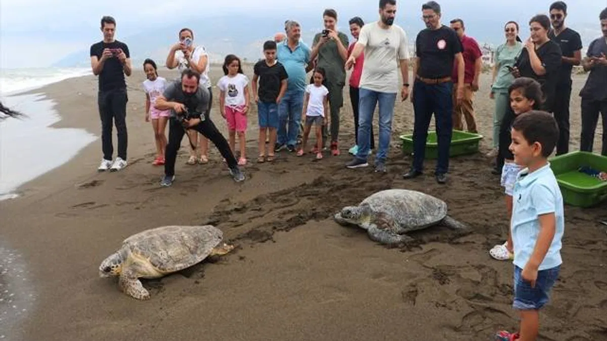 Deniz kaplumbağaları tedavi edilip mavi sulara uğurlandı