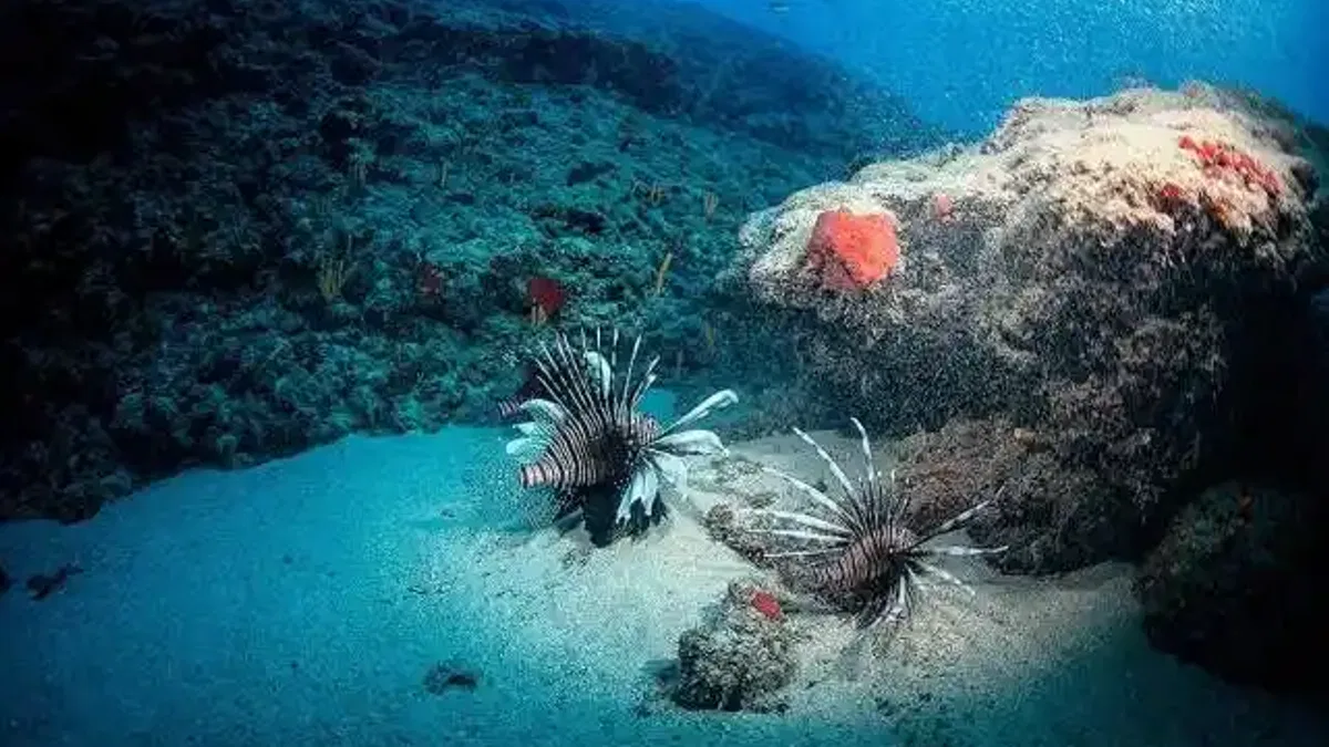 Akdeniz'deki ısı artışı denizlerdeki canlı yaşamını olumsuz etkiliyor