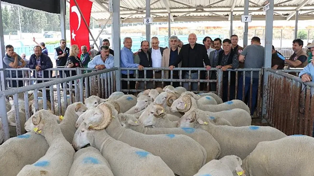 Manisa'da sürüleri iyileştirecek proje... Koçlar Büyükşehir'den