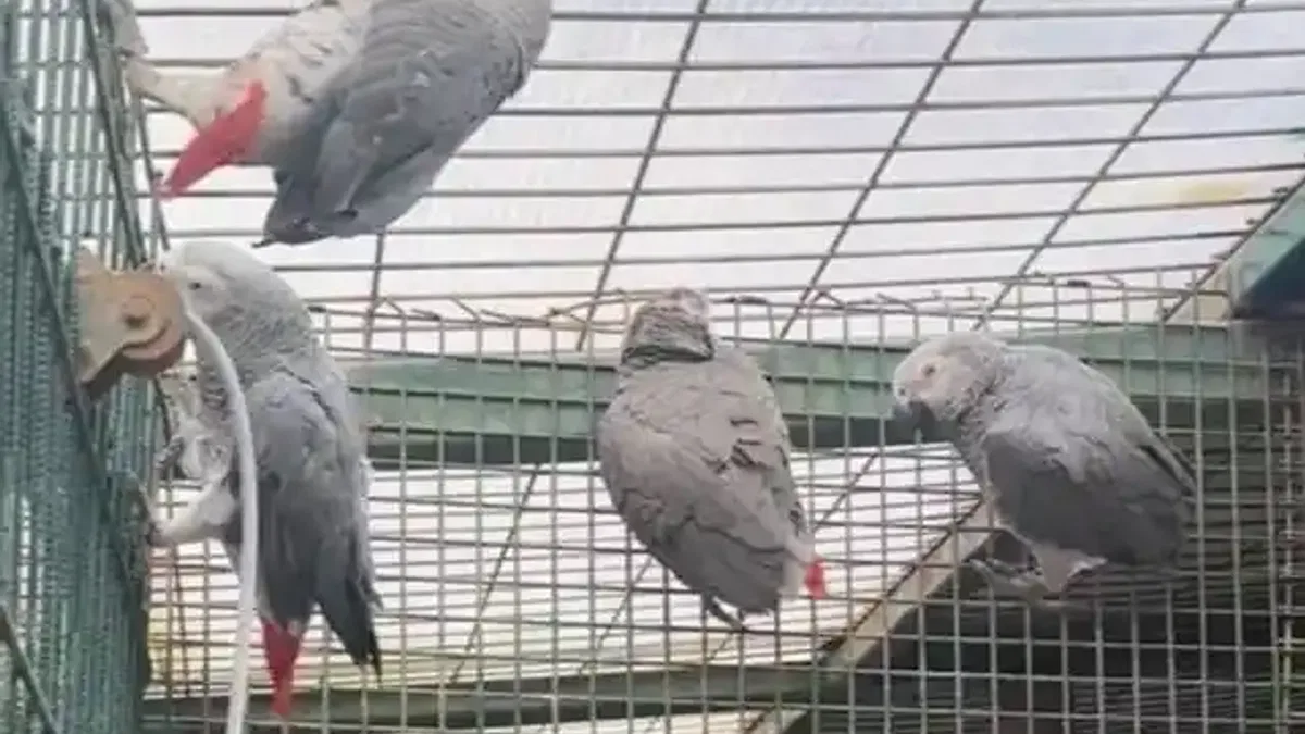 İstanbul'da kaçak yaban hayvanı operasyonu