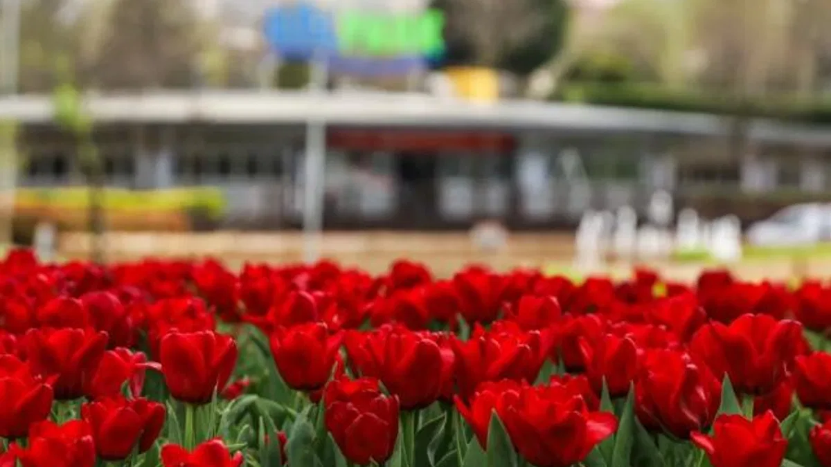 Bursa'da parklar lale ve çiçeklerle renklendi