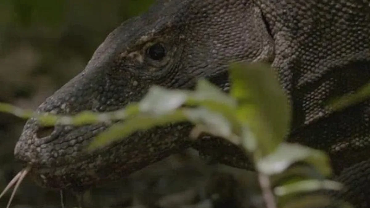 Dünyanın En Büyük Kertenkelesinin Mücadelesini Anlatan 'Ejder Günü' 6 Ekim Pazar Günü 20.00'de National Geographic WILD Ekranlarında!