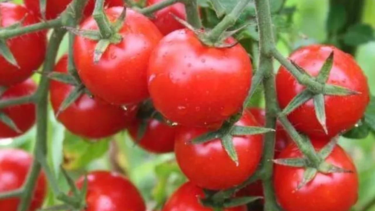 Kanser savaşçısı domates, aynı zamanda kalp dostu