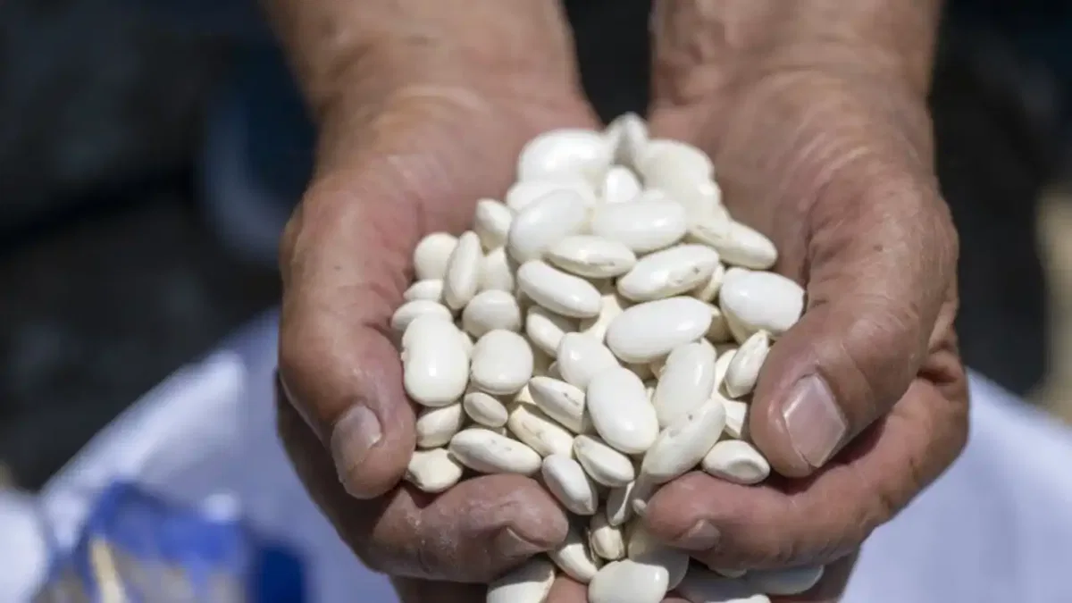 Mersin Büyükşehir’den Leklek fasulyesine destek