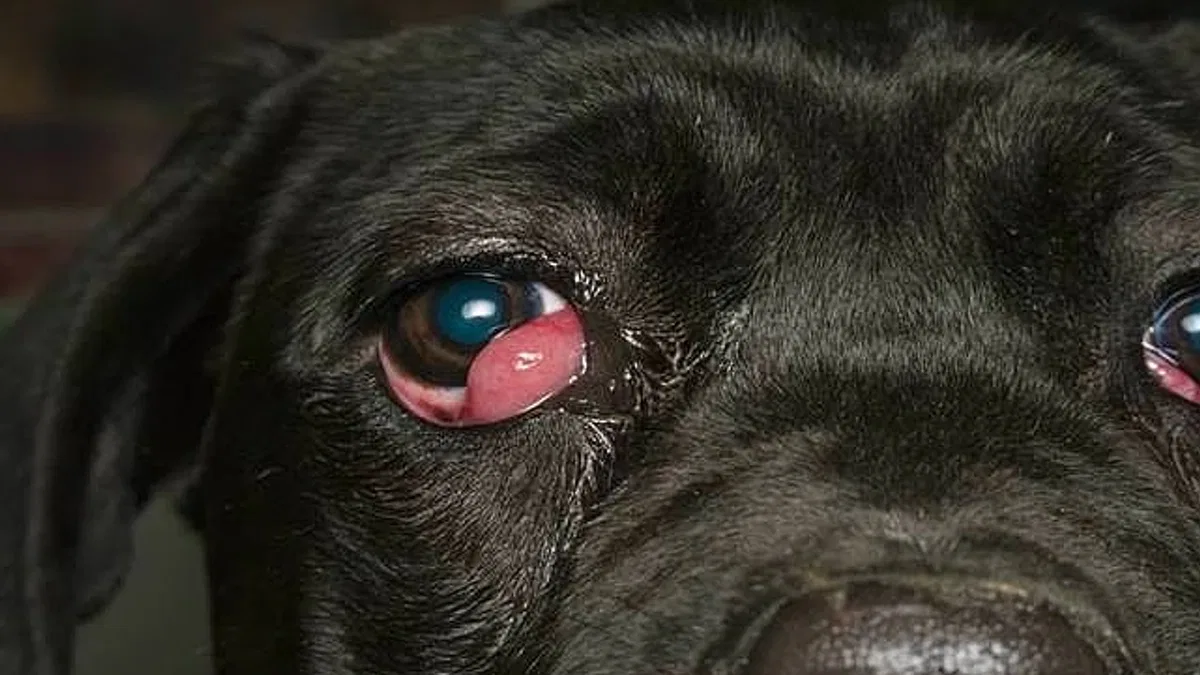 En Yaygın Köpek Göz Hastalıkları Nelerdir?