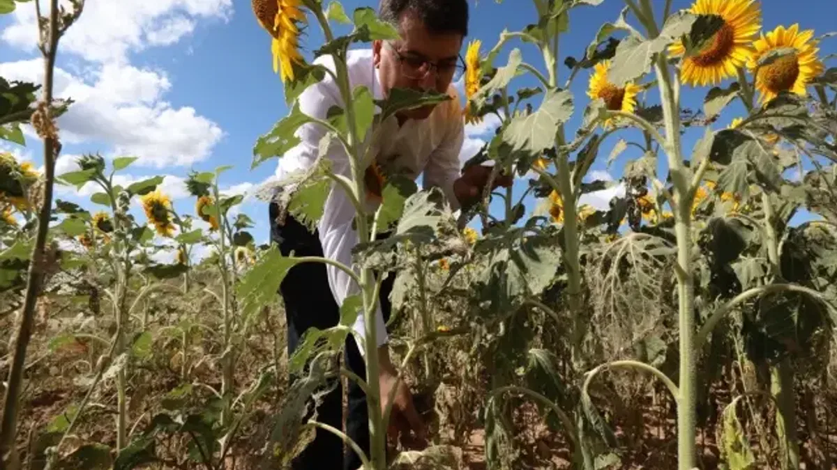 Trakya'da çayır tırtılı görülen ayçiçeği ekili alanlar büyük oranda ilaçlandı