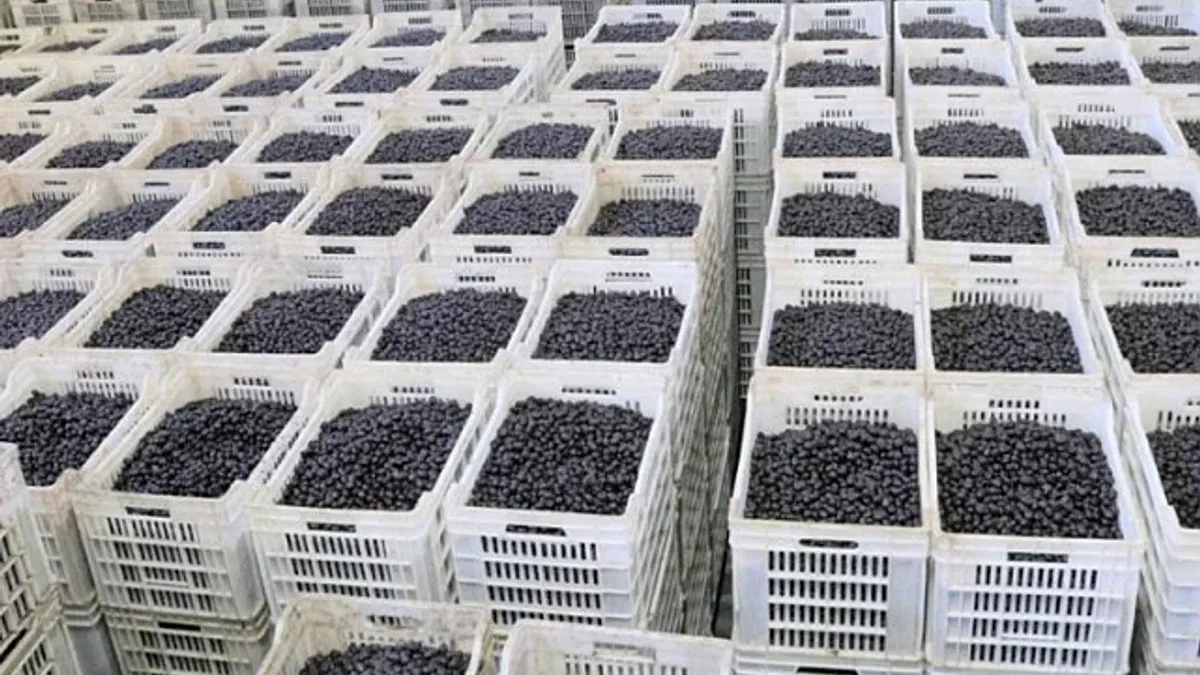 Marmarabirlik zeytin üreticisine olan borcu sıfırlıyor