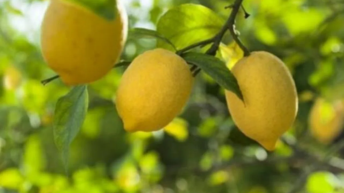 Düşük limon fiyatları üreticileri mağdur etti