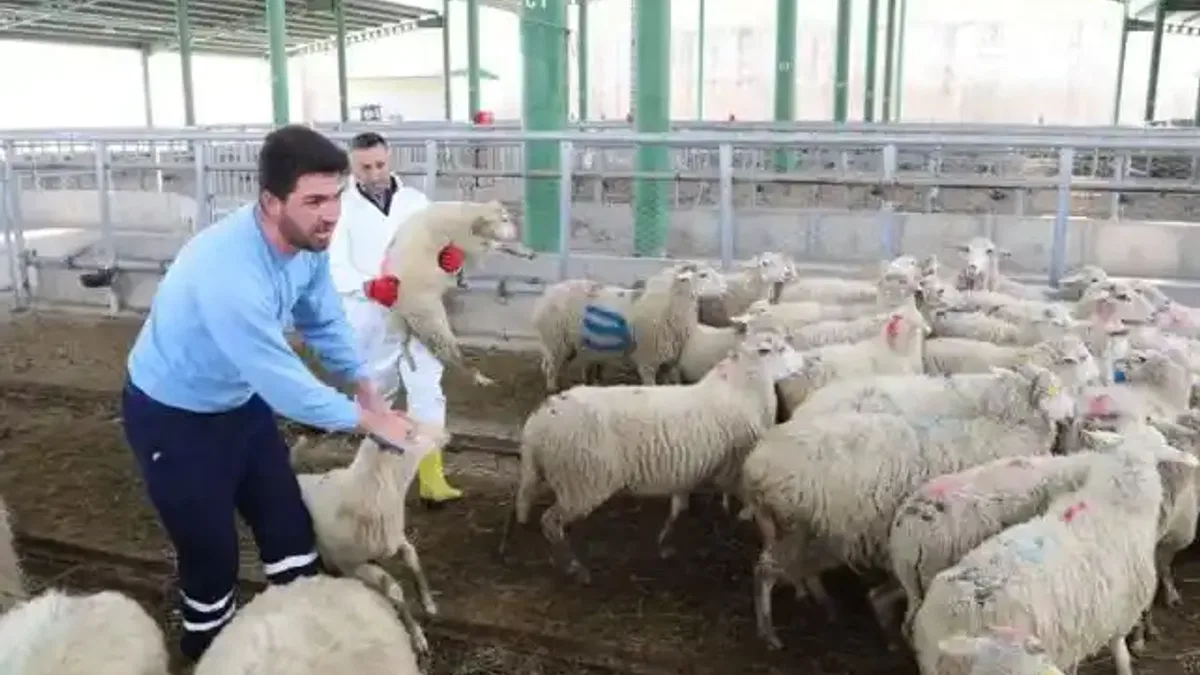 Büyükbaş azaldı, küçükbaş arttı