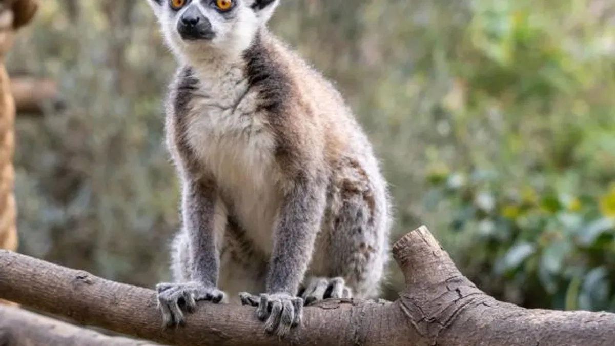 Lemur türlerinin korunmasına dikkat çekildi