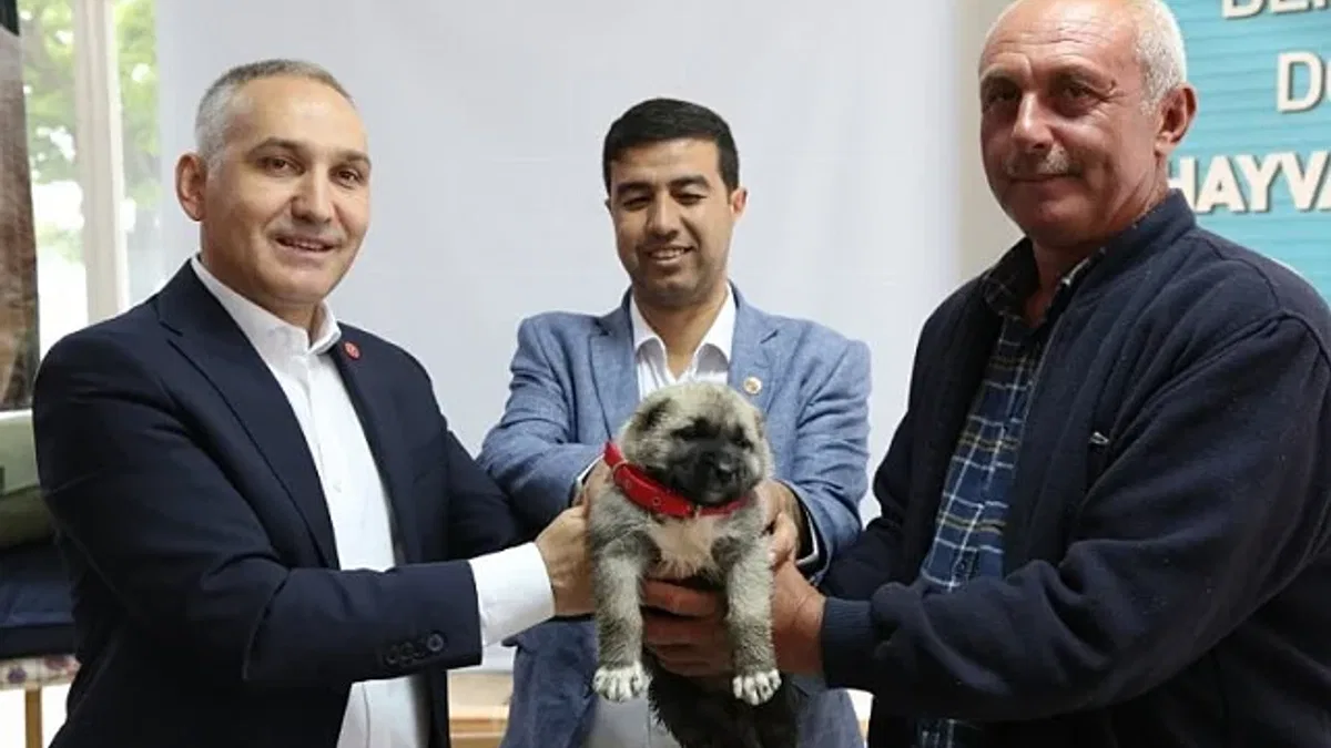 Manisa'da hayvan yetiştiricilerine kangal desteği