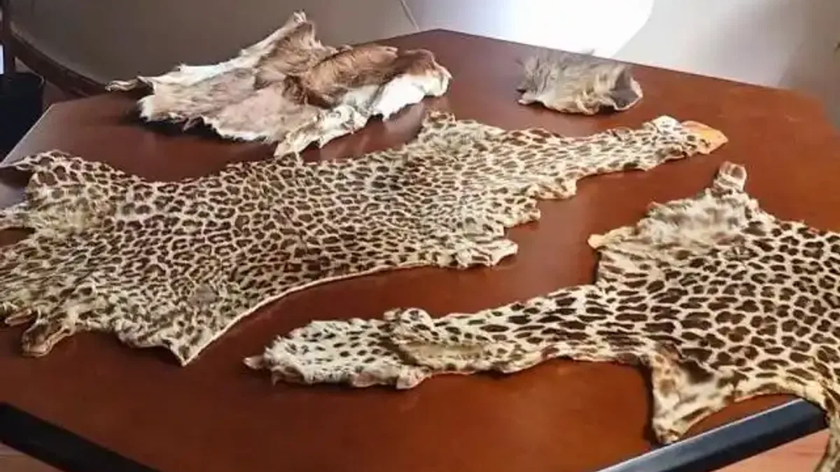 Çukurova Havalimanı'nda yasa dışı yaban hayvanı ürünleri ele geçirildi