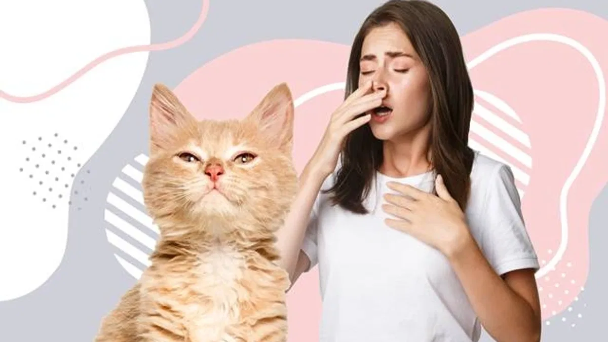 Alerjisi olanlar için kedili bir hayat mümkün!