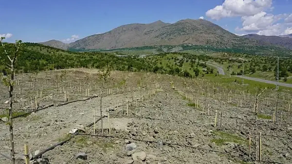 Diyarbakır Kulp'da 400 dut fidanı dikildi