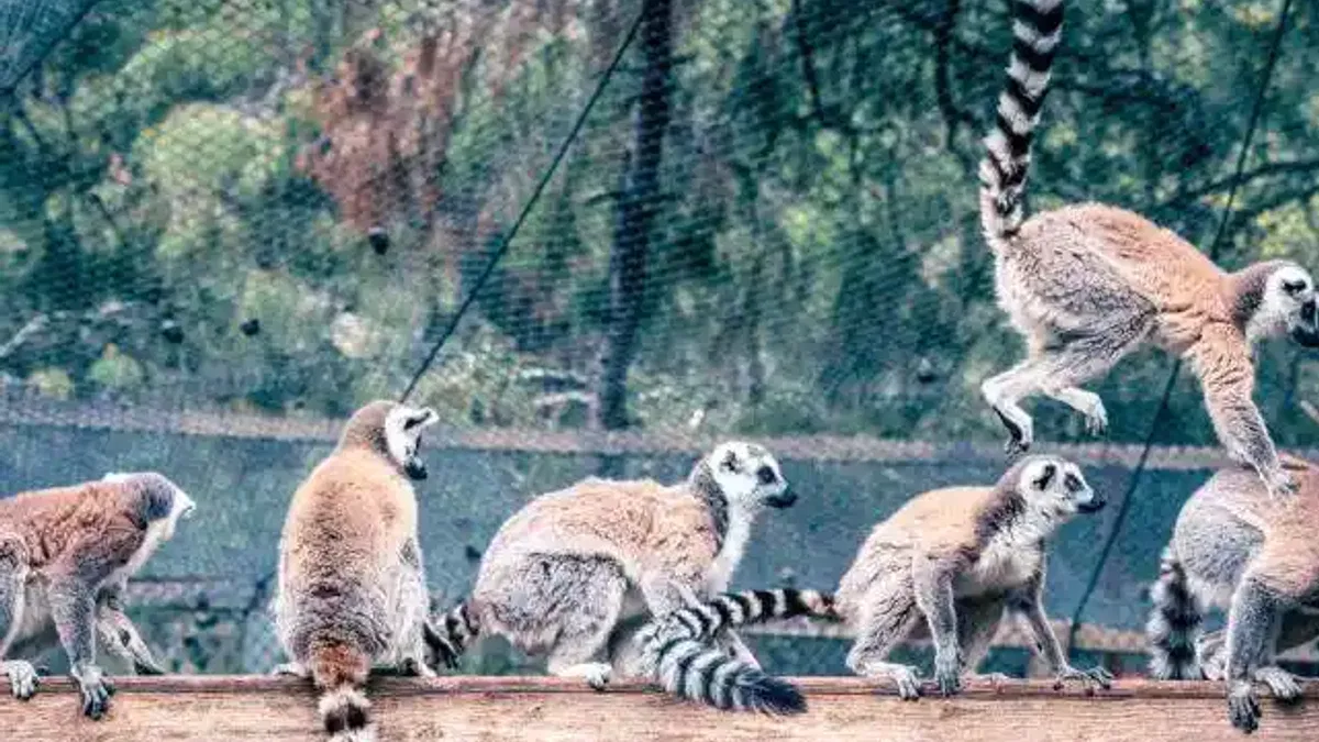 Lemur ailesinin yeni üyesi sevimli “Zabumafu” oldu