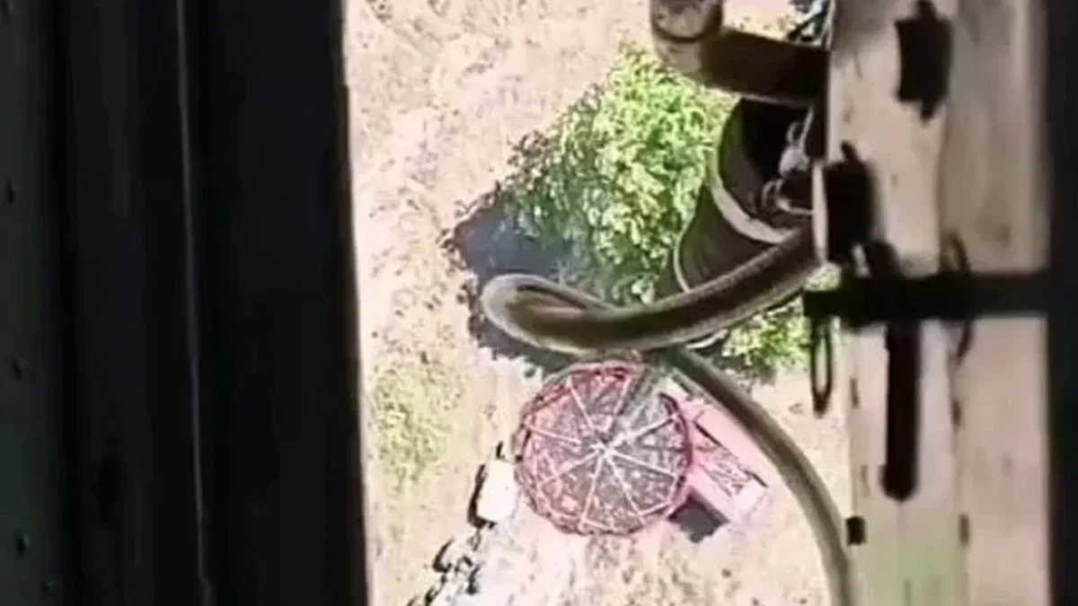 Bursa Mudanya'da makilik alanda yangın!