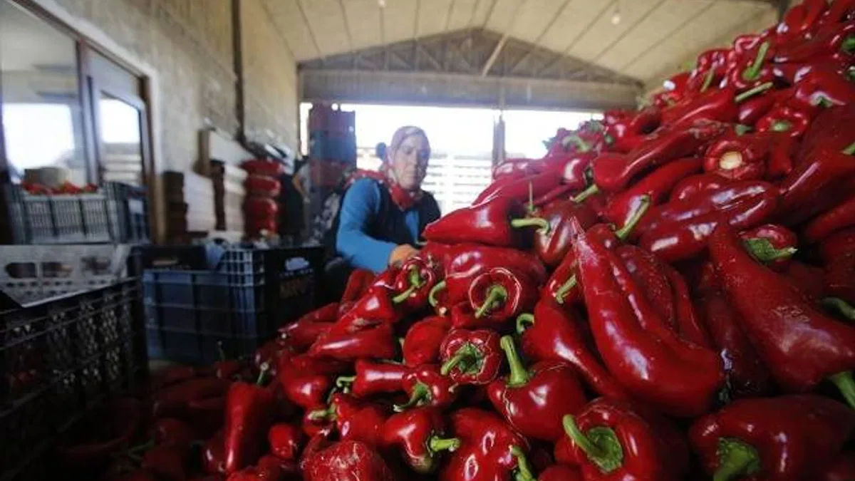 Bafra ve Çarşamba ovalarında yetişen kapya biber tarlada alıcı buluyor