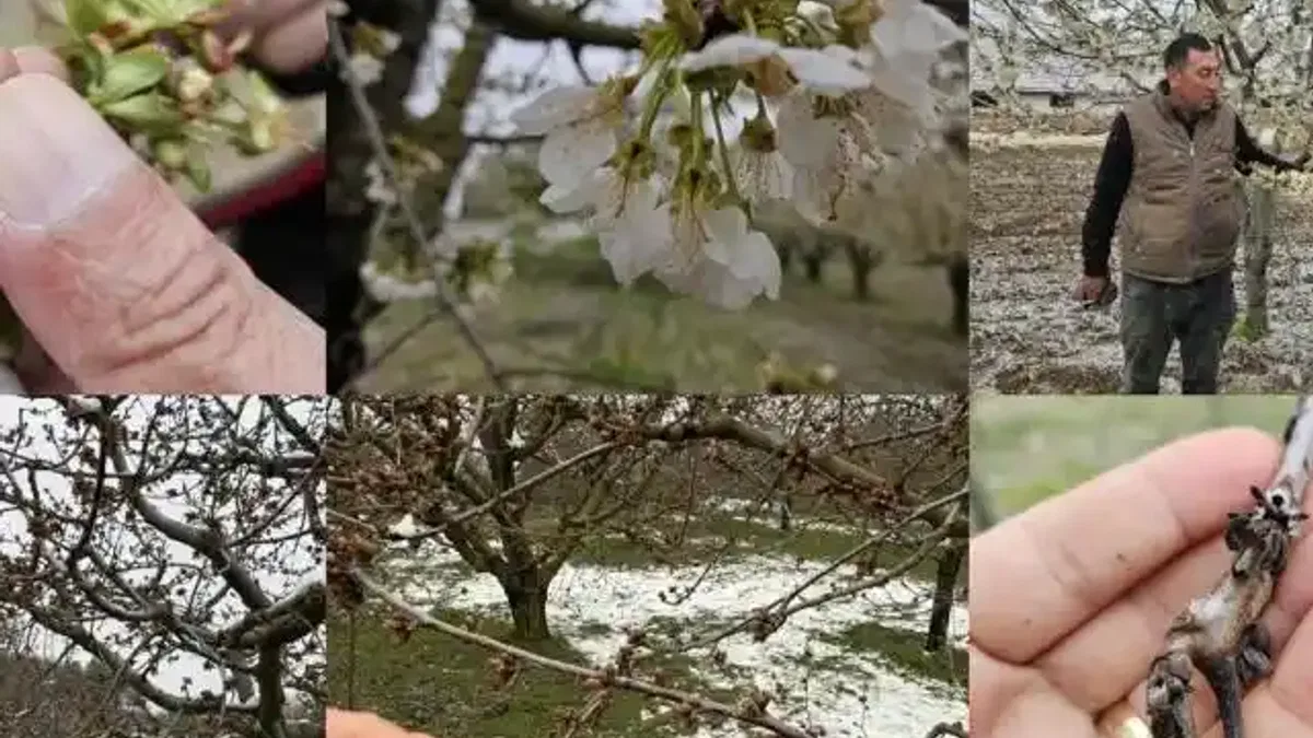 TBMM 'zirai don zararları'nı araştıracak