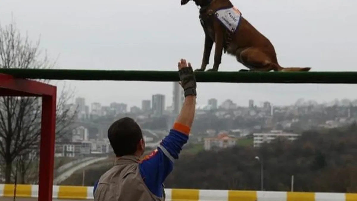 Afet köpeklerine detaylı yönetmelik... Köpekli Arama Timi Yönetmeliği yayımlandı