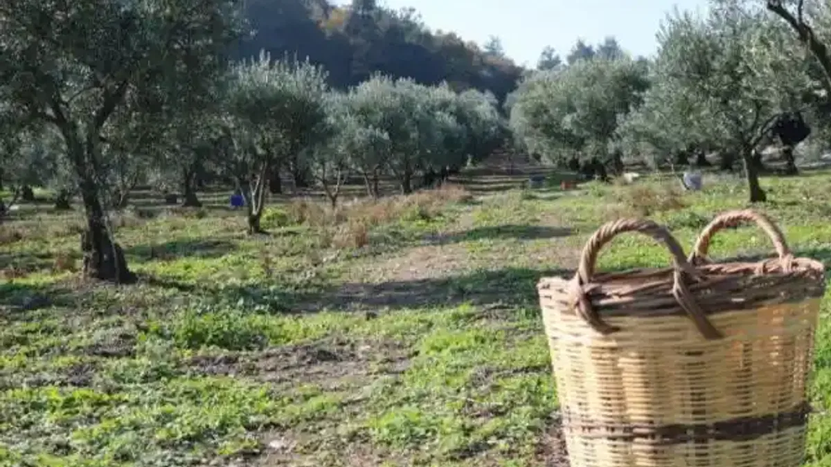 Zeytin üreticisine ürün bedellerinin yarısı yatırılıyor