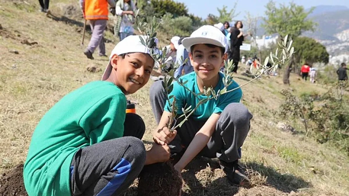 Bodrum'da zeytin fidanları toprakla buluştu