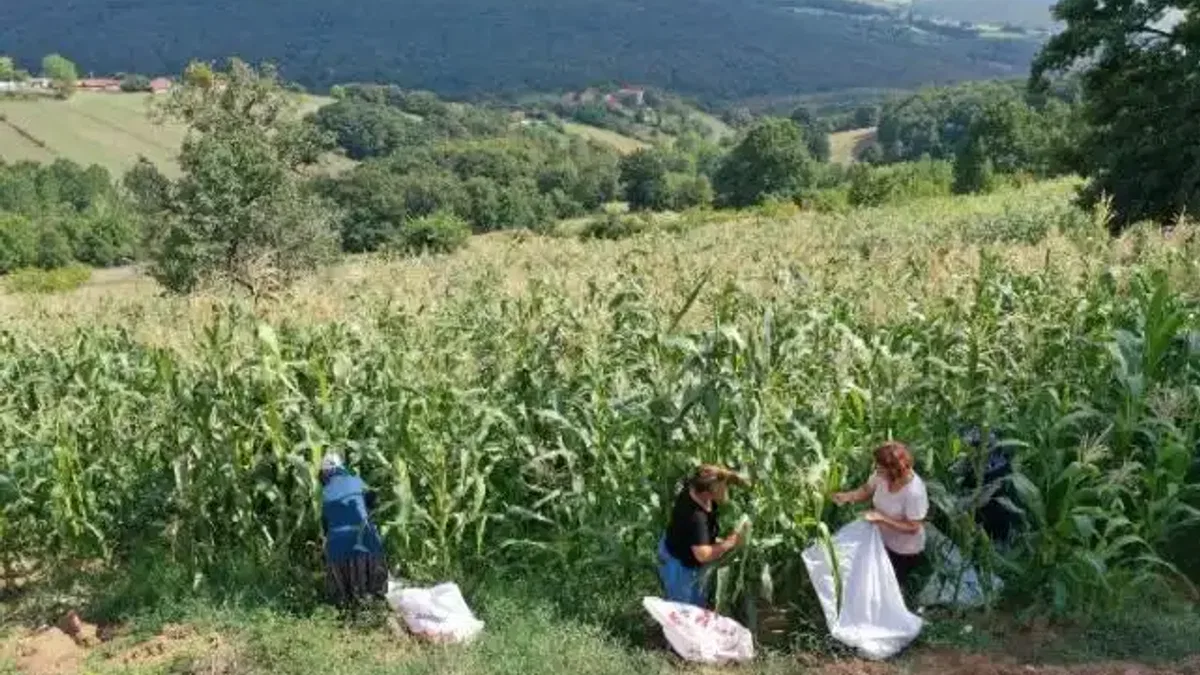 Kocaeli'de atıl arazileri tarıma kazandırıyor