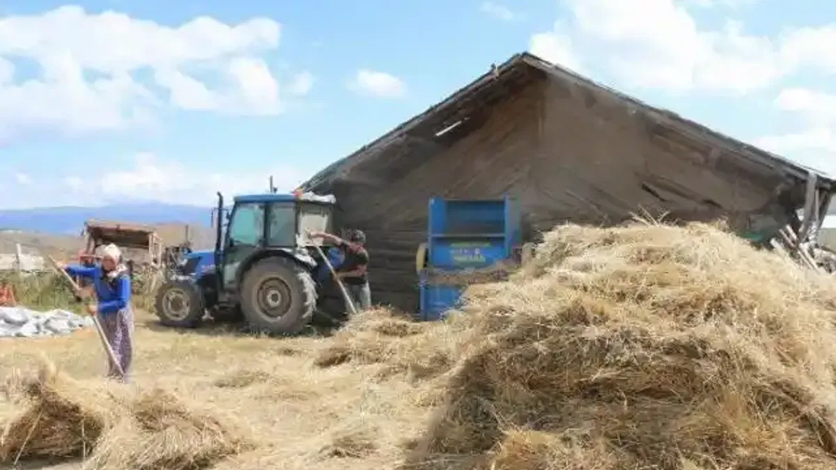 Buğdayın atası siyez üretimi artıyor