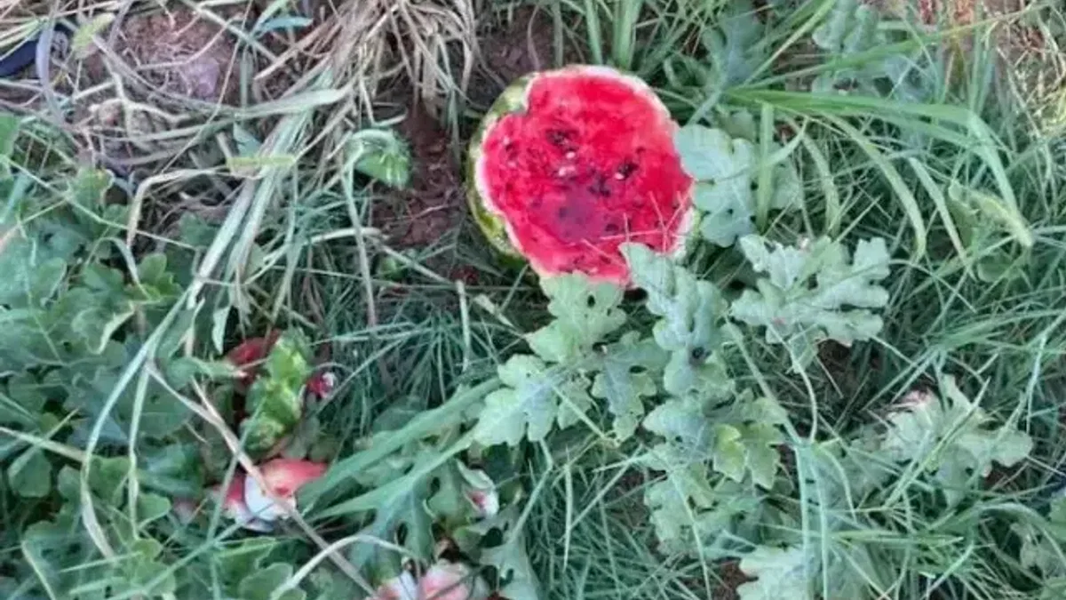 Bursa Yenişehir'de yaban hayvanları karpuzlara dadandı! Üretici çiftçiler helal etti!